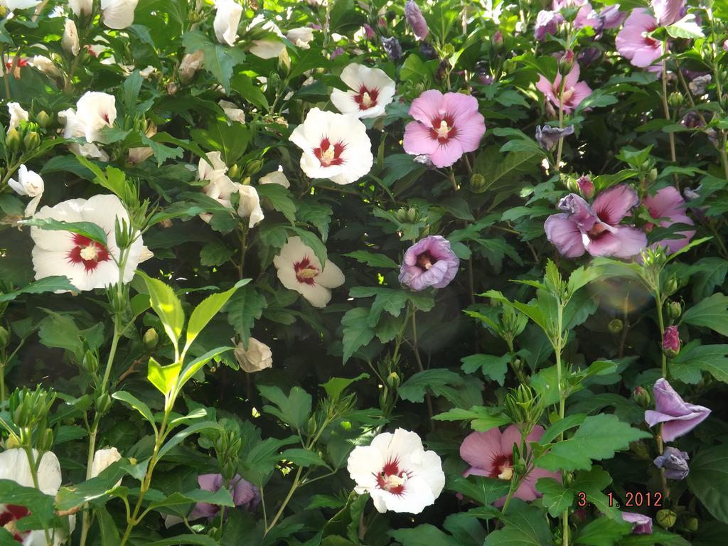 B&B Sol Fiori Аґордо Екстер'єр фото